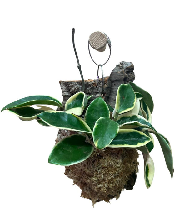 Hoya carnosa 'Krimson Queen' Image 4
