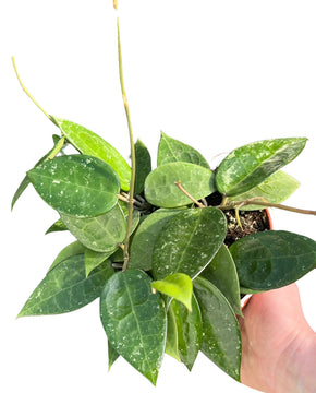 Hoya parasitica 'Black Margin'