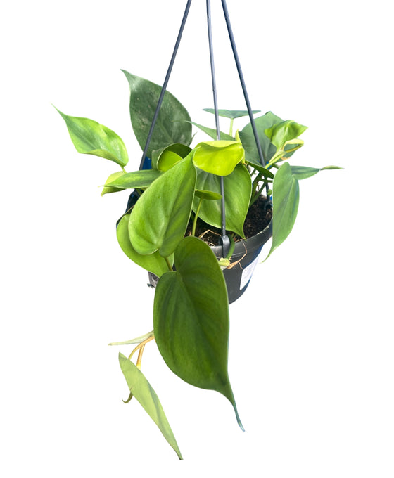 Philodendron scandens Image 4