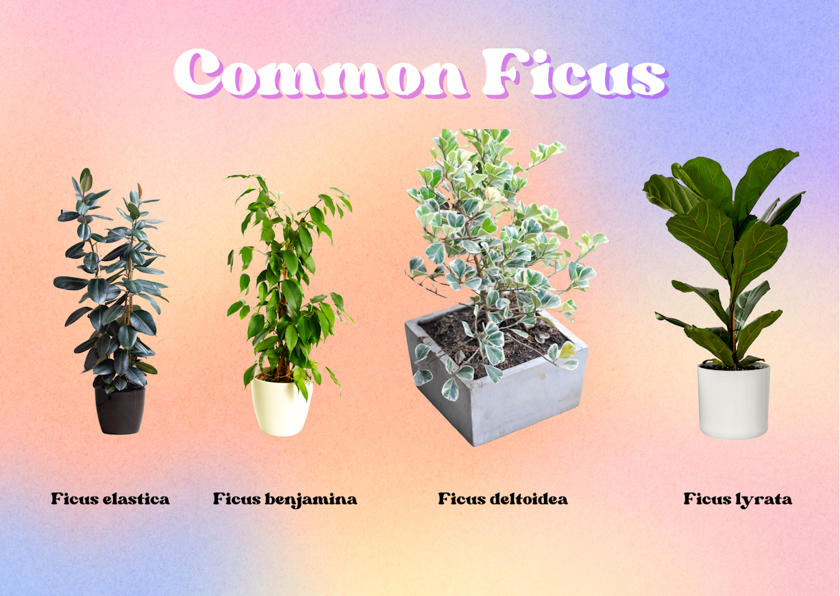 Typical Ficus available