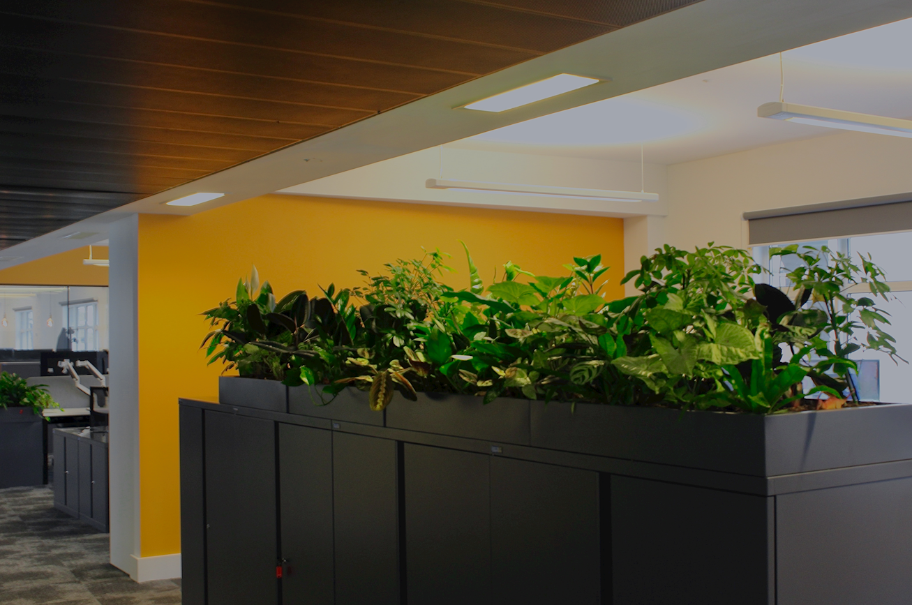 Biophilic design- commercial plant installation