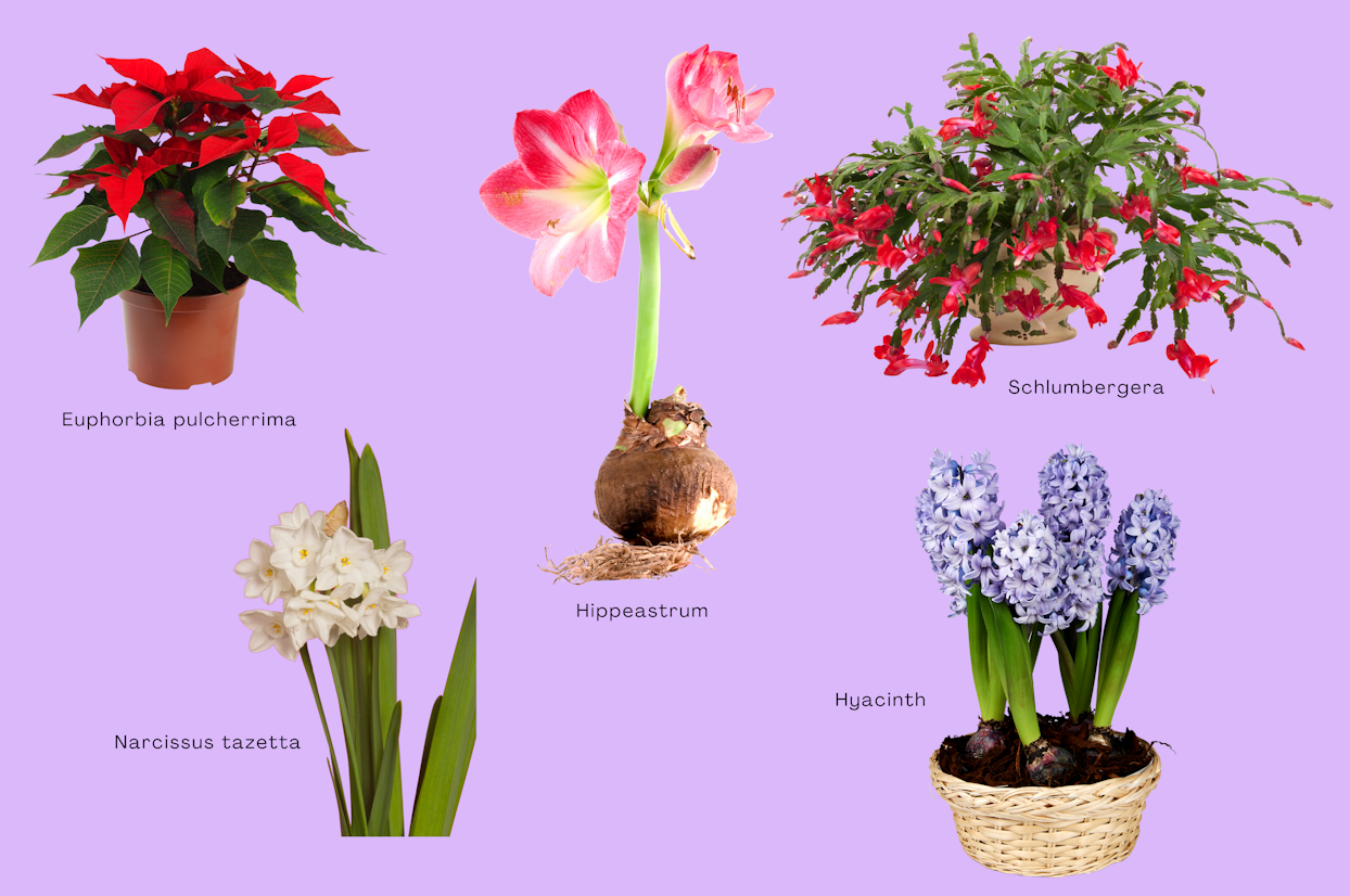 Place that flower in winter