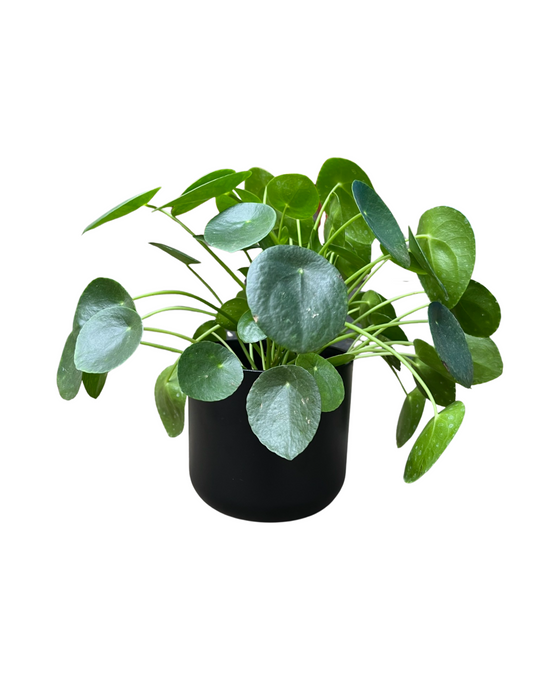 Houseplant and Pot Gift Image 2