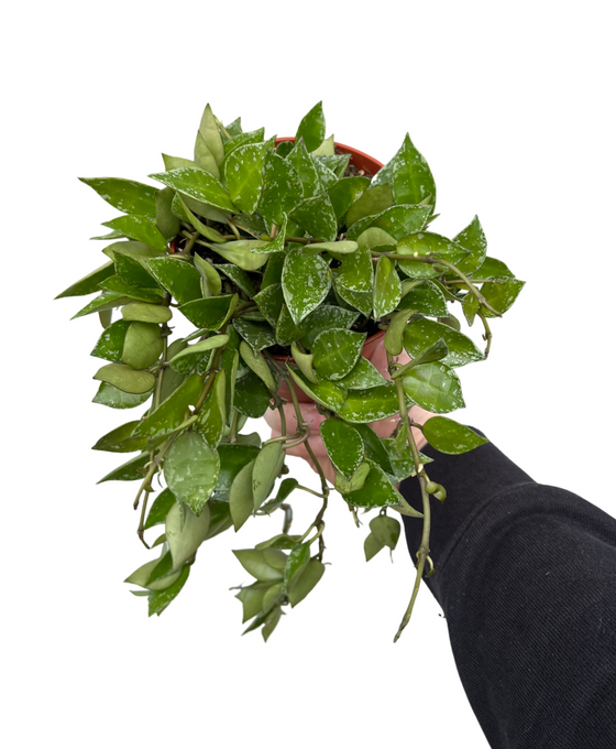 Hoya krohniana 'Splash' Image 1