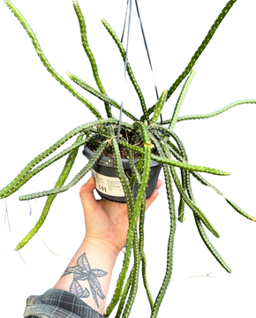 Selenicereus grandiflorus