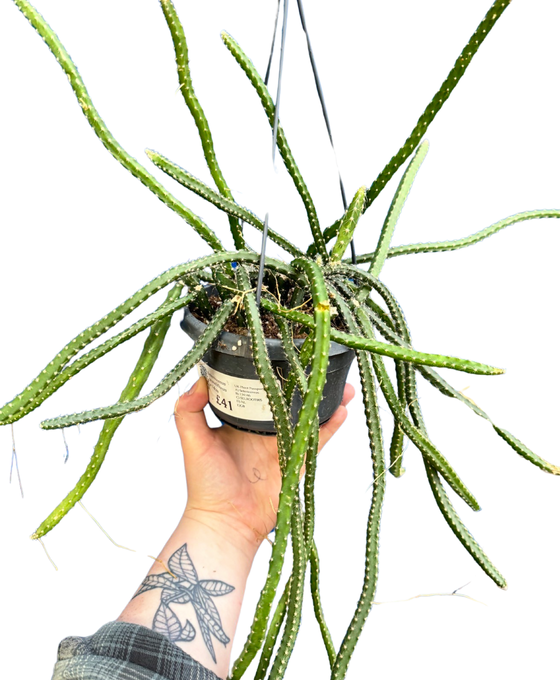 Selenicereus grandiflorus Image 1