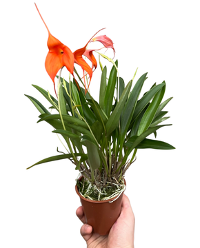 Masdevallia hybrid