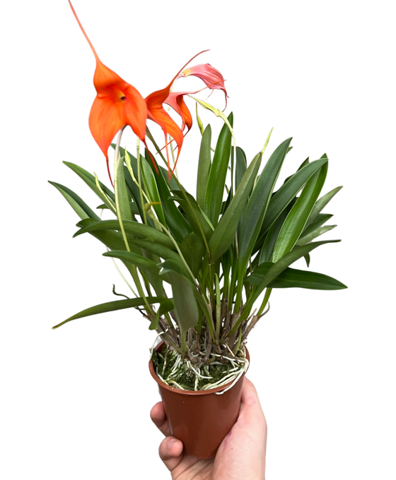 Masdevallia hybrid Image 1