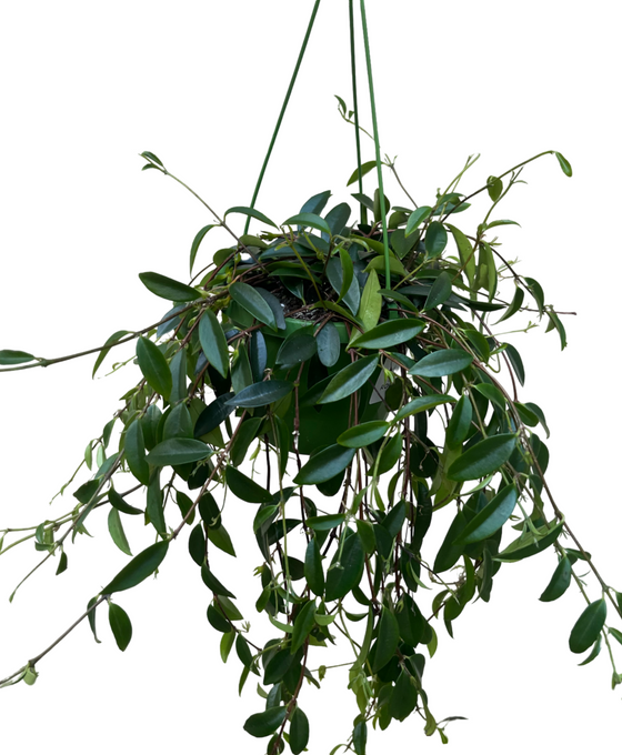 Codonanthopsis crassifolia Image 1
