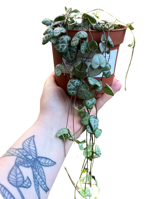 Ceropegia linearis sp. Woodii - String of Hearts Image 4