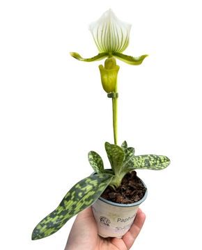 Paphiopedilum × maudiae 'Femma'
