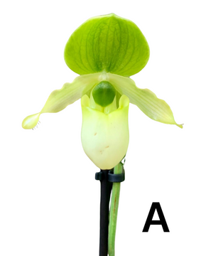Paphiopedilum Pinnochio gx