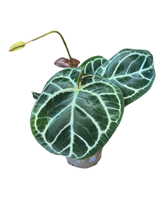Anthurium crystallinum 'KARMA Hybrid' (compact) Image 1