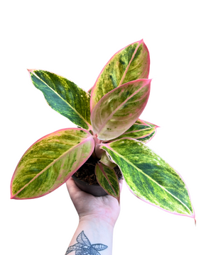 Aglaonema 'Salmon Fantasy'