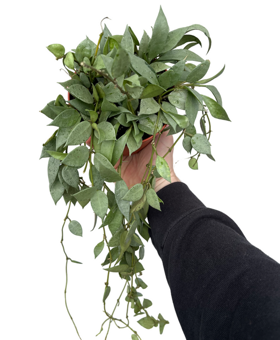 Hoya krohniana 'Eskimo' Image 2