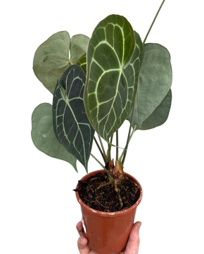 Anthurium clarinervium