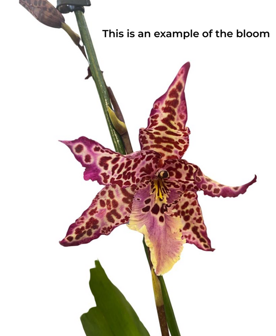 Oncidium 'Purple Princess' (syn. Cambria 'Purple Princess' ) Image 3