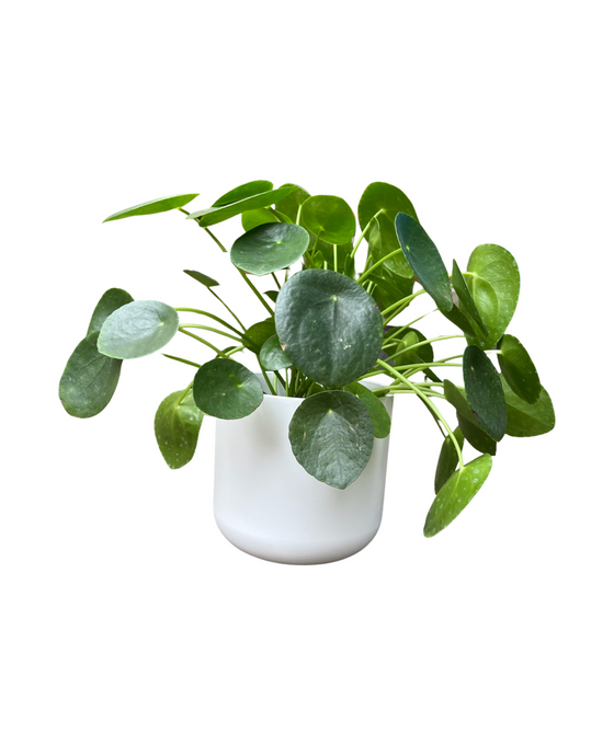 Houseplant and Pot Gift Image 1
