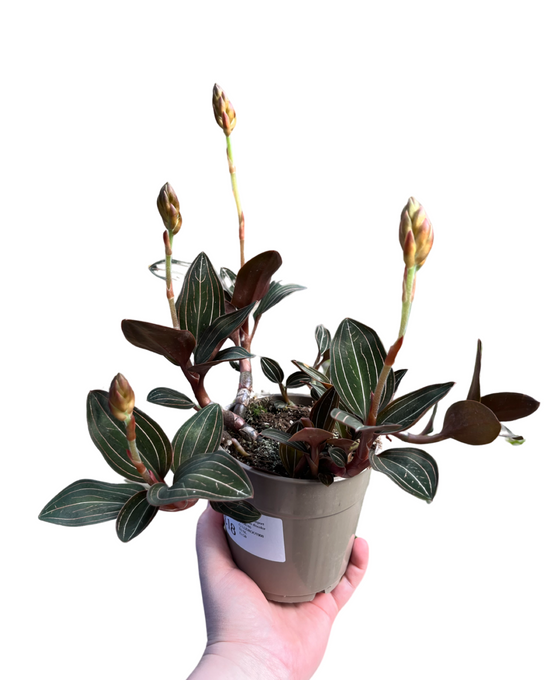 Ludisia discolor Image 1