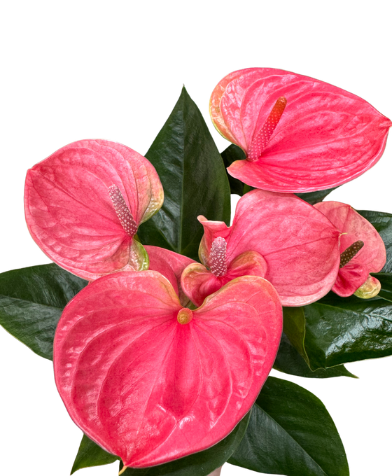 Anthurium andraeanum - Pink Image 2
