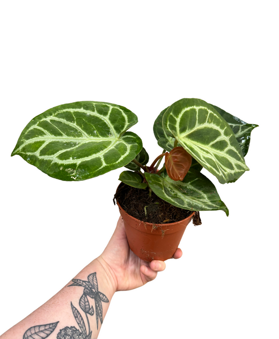 Anthurium crystallinum 'Silver Blush' Image 3