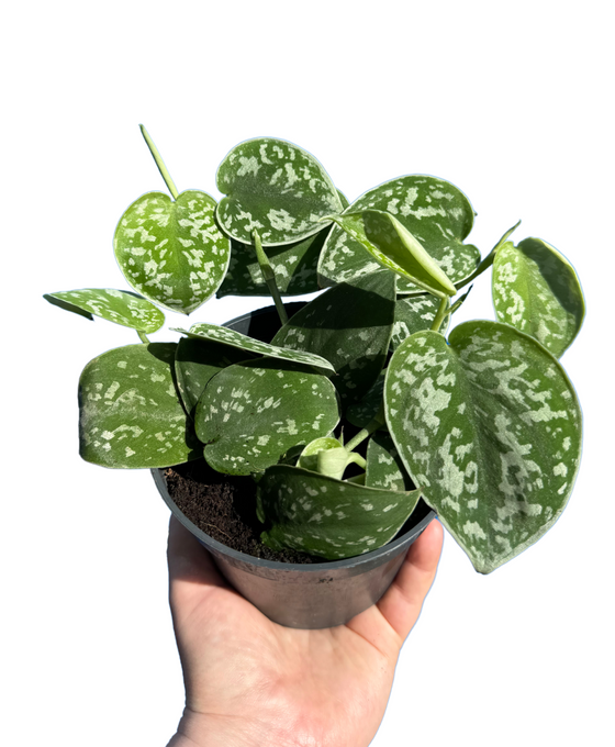 Scindapsus pictus 'Argyraeus' - Satin Pothos Image 2