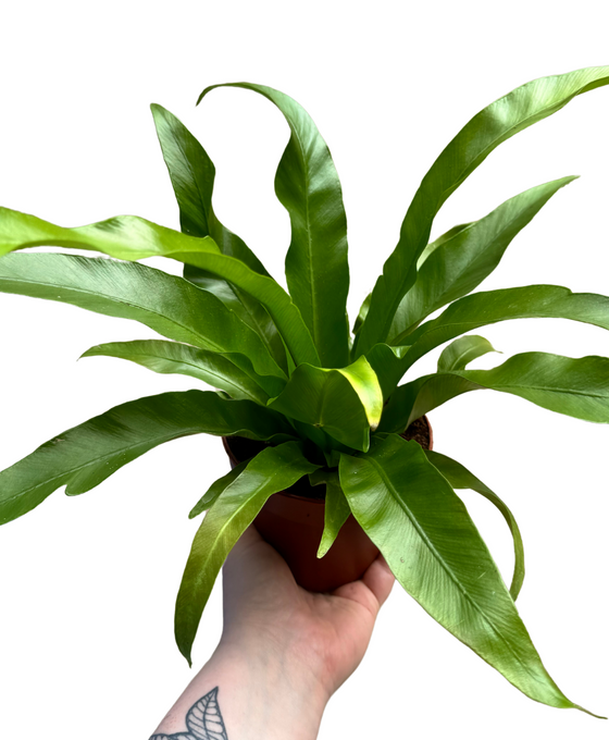 Asplenium antiquum Image 2