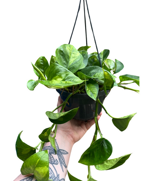 Epipremnum aureum 'Global Green'