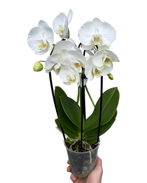 Phalaenopsis 'Elegant Cascade'