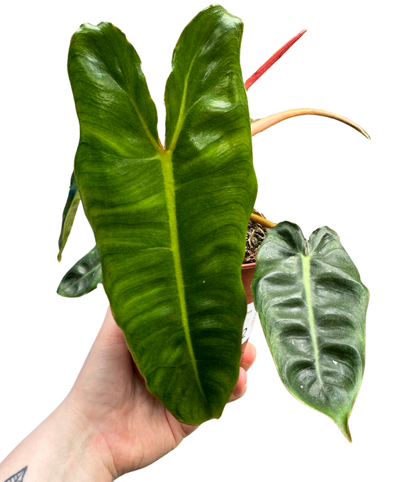 Philodendron billietiae Image 2