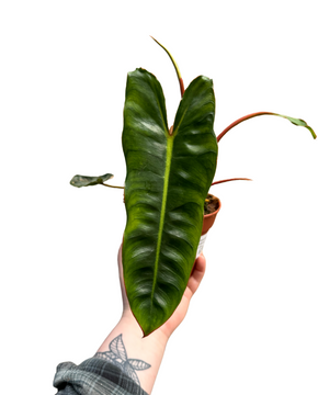 Philodendron billietiae
