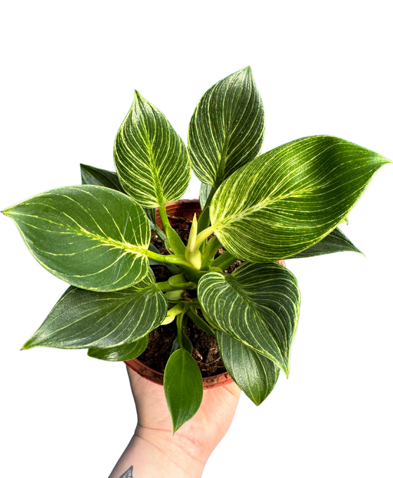 Philodendron ‘Birkin’ Image 2