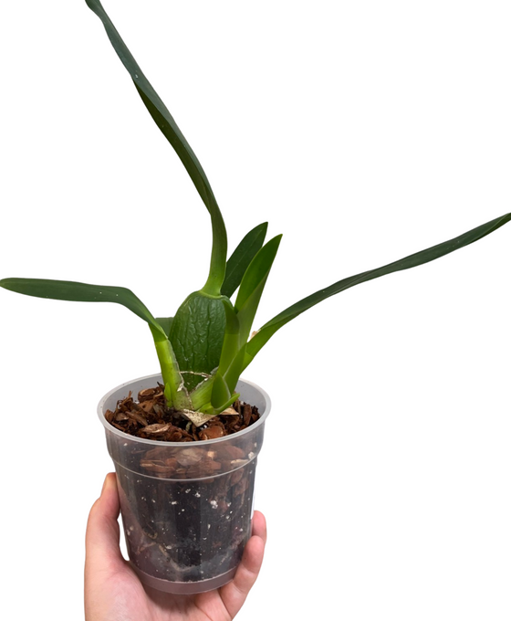 × Brassidium Spider Star gx 'Toscana' (Syn. Brassia ‘Toscana’) Image 1
