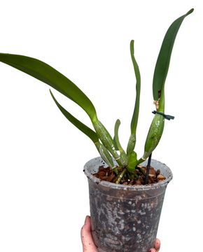 Cattleya hybrid