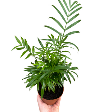 Chamaedorea elegans
