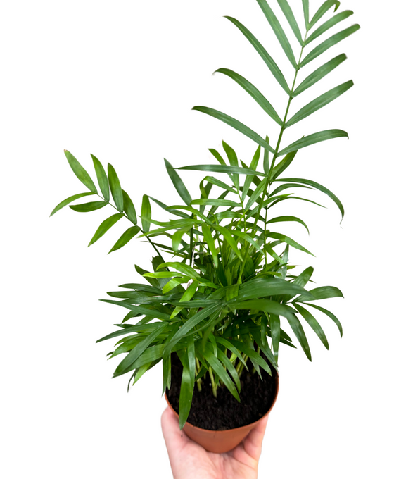 Chamaedorea elegans Image 1