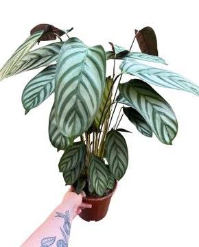 Ctenanthe oppenheimiana