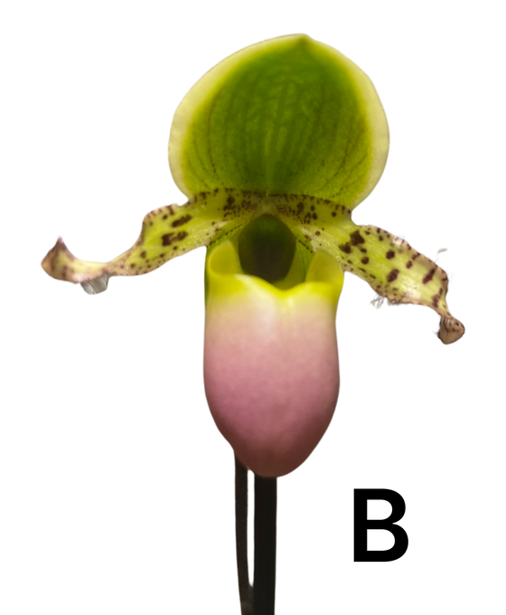Paphiopedilum Pinnochio gx Image 5