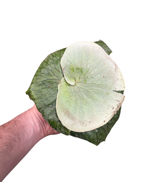 Platycerium superbum