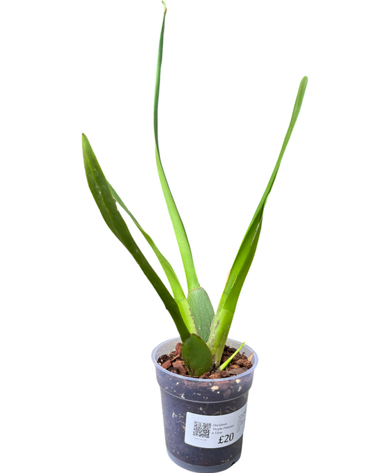 Oncidium 'Purple Princess' (syn. Cambria 'Purple Princess' ) Image 1