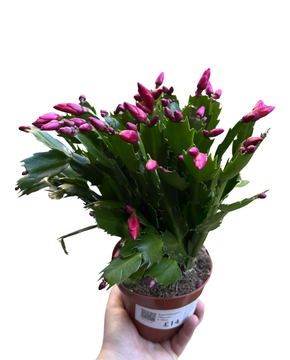 Schlumbergera truncata