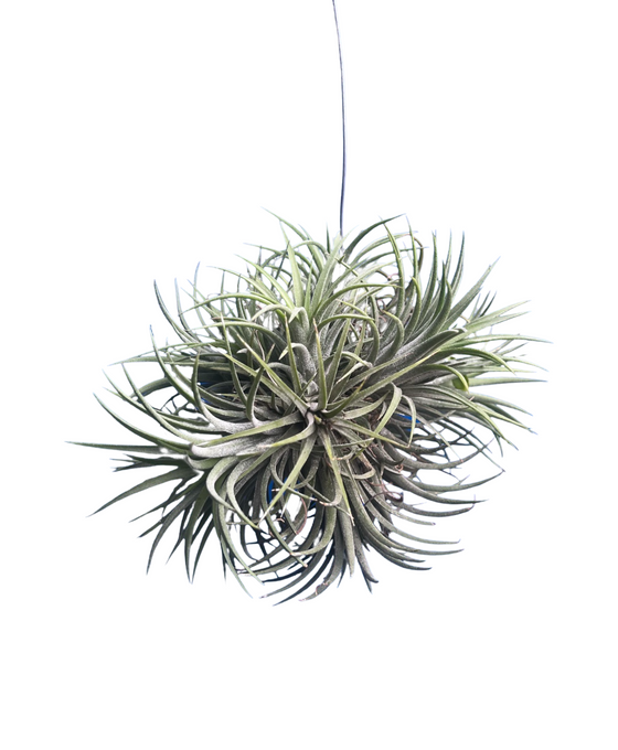 Tillandsia ionantha Image 1