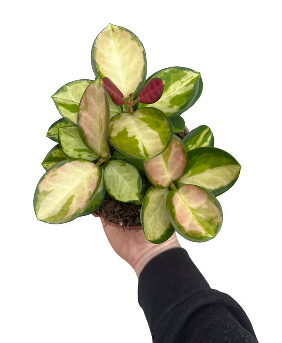 Hoya australis ssp. tenuipes 'Lisa' Image 1