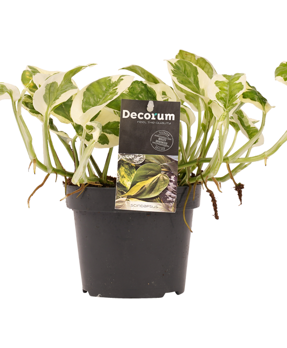Epipremnum aureum 'NJOY' Image 2