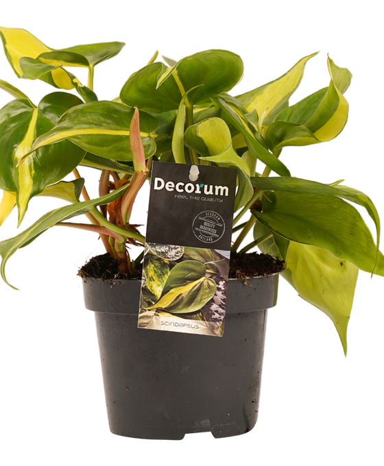 Philodendron scandens 'Brazil' Image 3