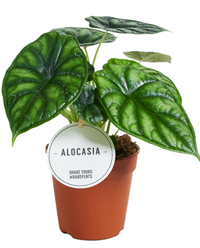 Alocasia baginda 'Dragon Scale'