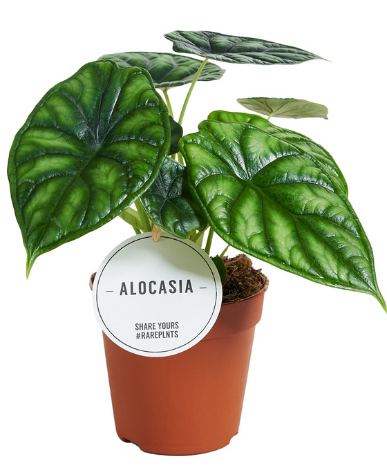 Alocasia baginda 'Dragon Scale' Image 1