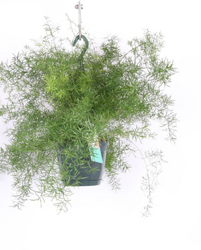 Asparagus densiflorus 'Sprengeri'