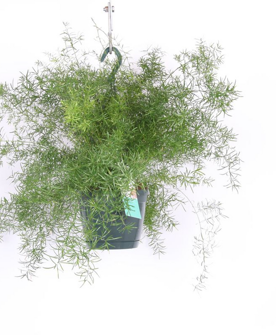 Asparagus densiflorus 'Sprengeri' Image 1