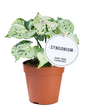 Syngonium 'Green Splash'